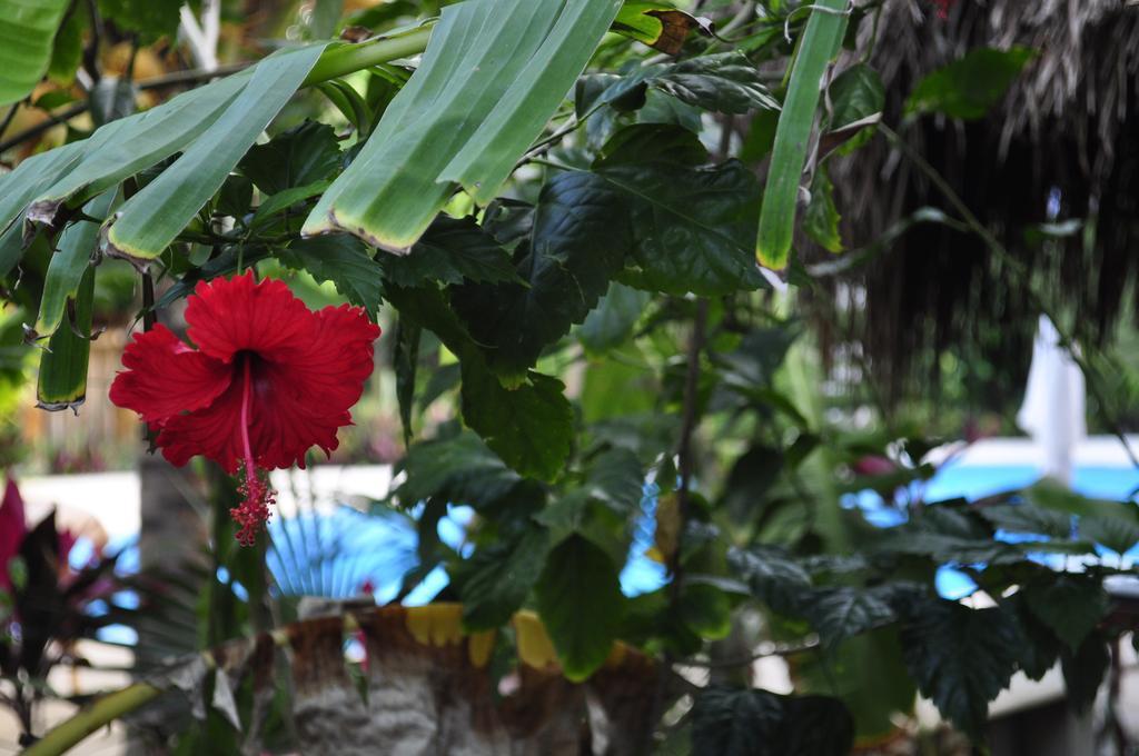 Green Tulum Cabanas & Gardens Exterior photo