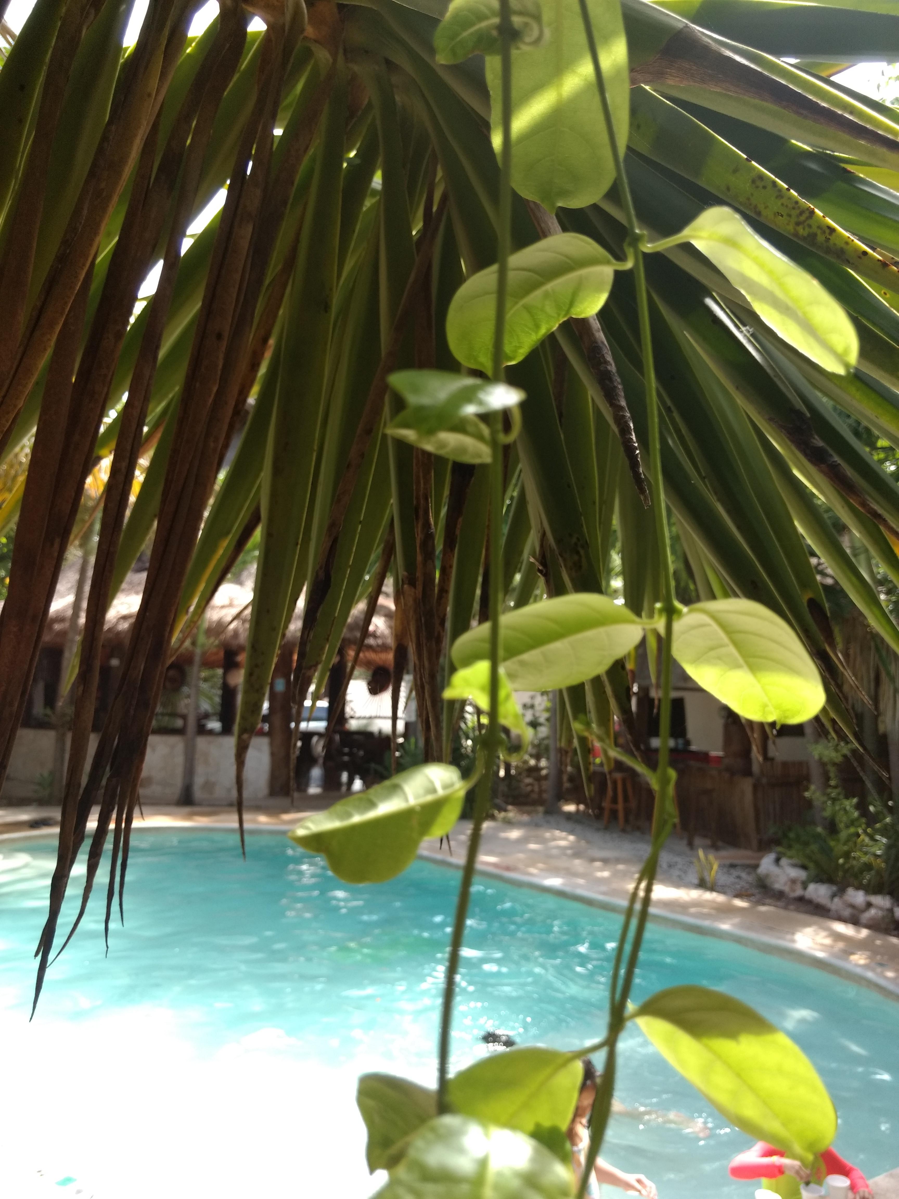 Green Tulum Cabanas & Gardens Exterior photo